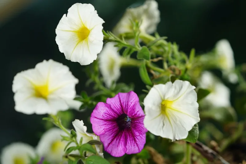 Petunia Easy Wave - Petunia 'Easy Wave'