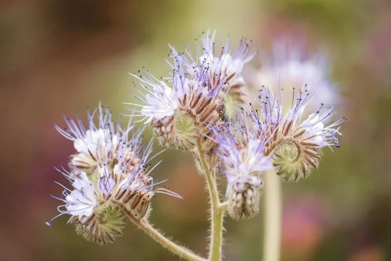 Phacelia - Phacelia tanacetifolia