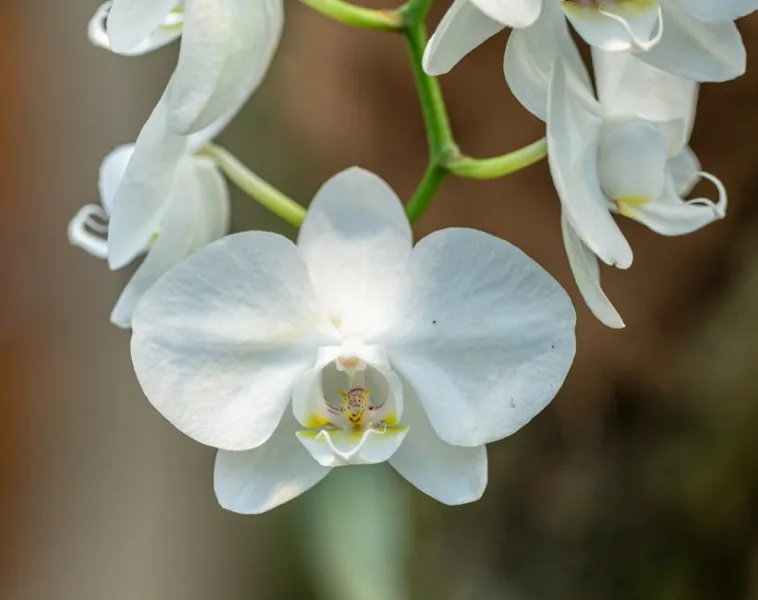 Phalaenopsis Amabilis - Phalaenopsis amabilis