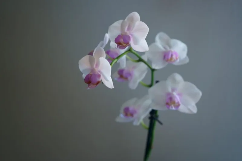 Phalaenopsis Viola - Phalaenopsis 'Purple'