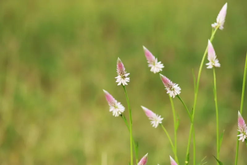 Phalaris Arundinacea - Phalaris arundinacea 'Picta'