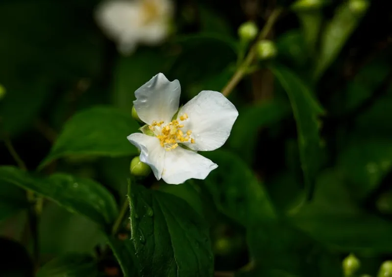 Philadelphus Coronarius - Philadelphus coronarius