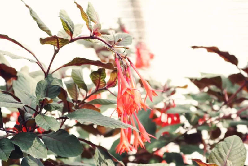 Philesia Magellanica - Philesia magellanica