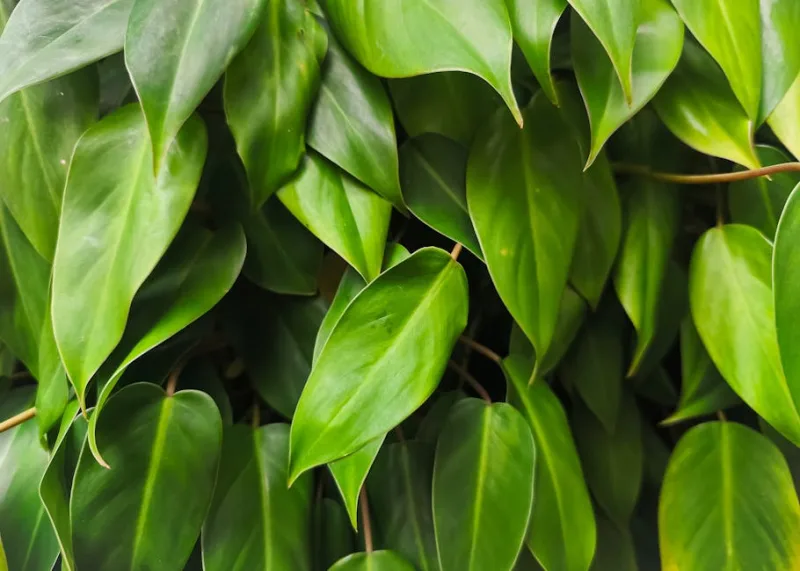 Philodendron - Philodendron hederaceum
