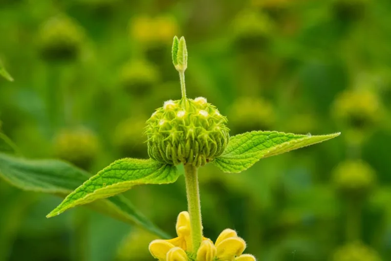 Phlomis Russeliana - Phlomis russeliana