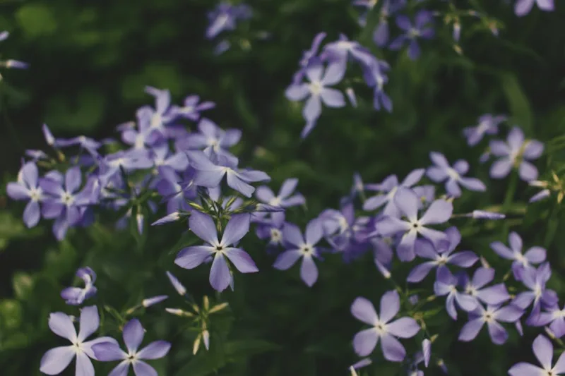 Phlox Annuale - Phlox drummondii