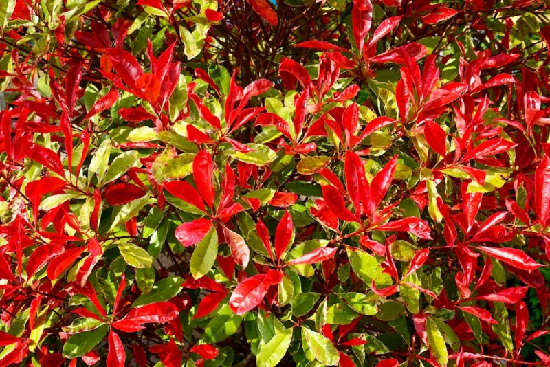 Photinia Red Robin - Photinia × fraseri