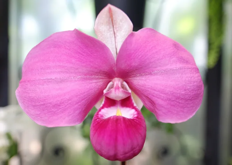 Phragmipedium - Phragmipedium spp.