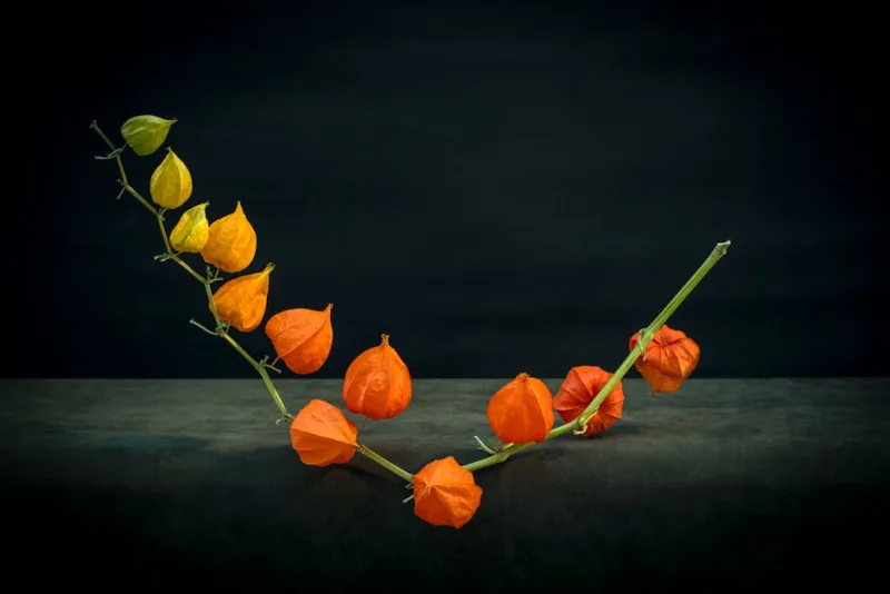 Physalis Alkekengi - Physalis alkekengi