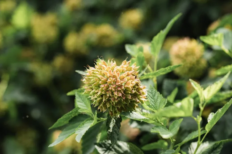 Physocarpus Diabolo - Physocarpus opulifolius 'Diabolo'