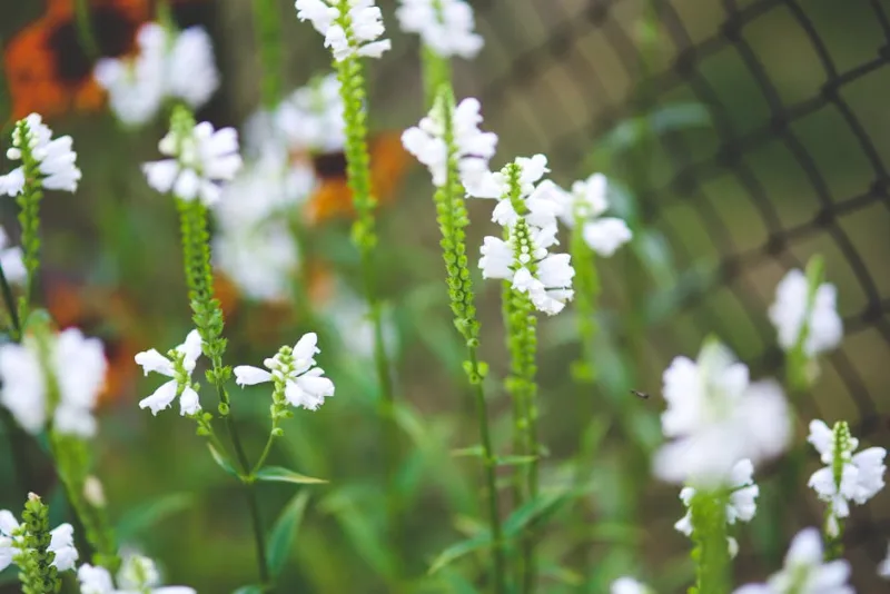 Physostegia - Physostegia virginiana