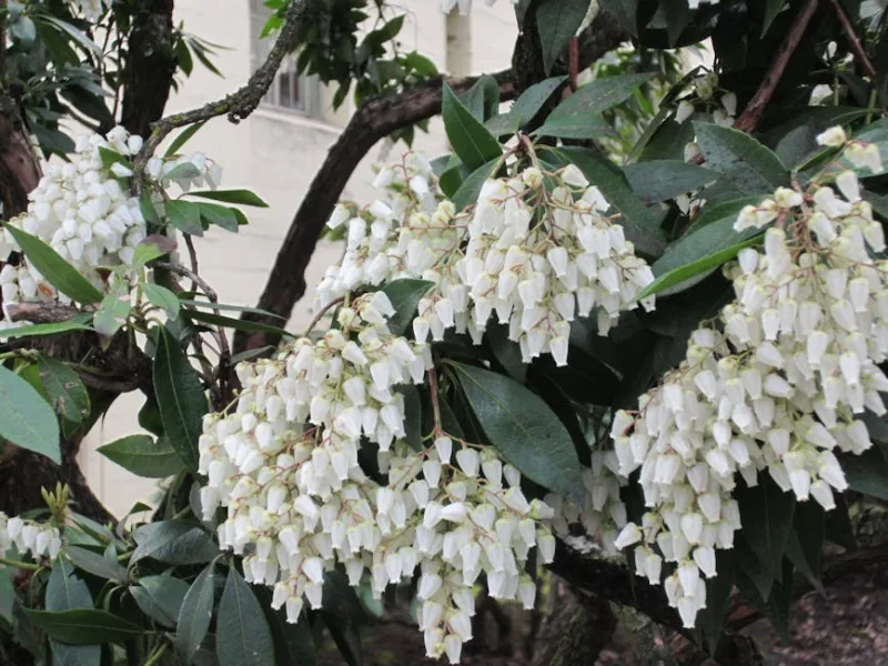 Pieris Japonica - Pieris japonica