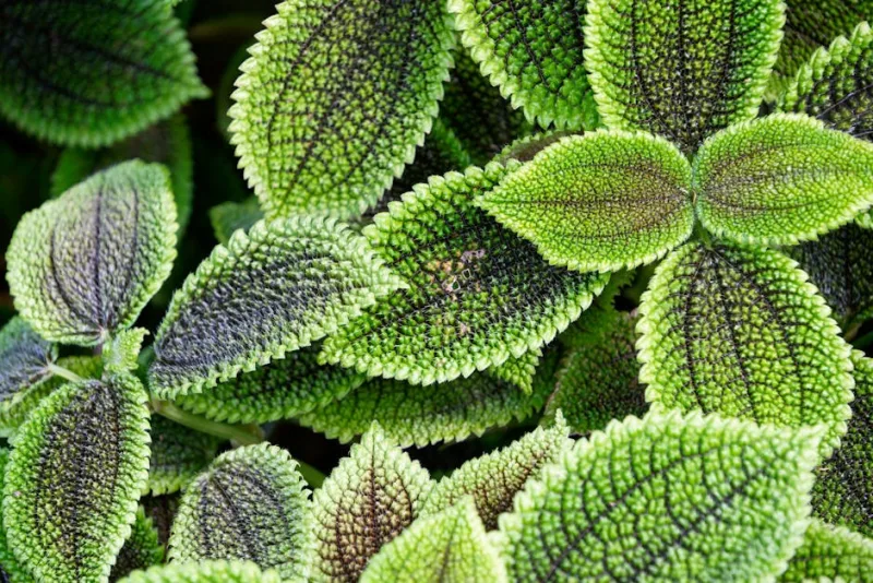 Pilea Peperomioides - Pilea peperomioides