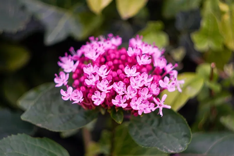 Pileostegia Viburnoides - Pileostegia viburnoides