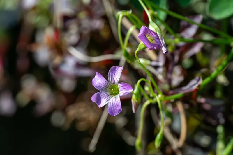 Pinguicola - Pinguicula spp.