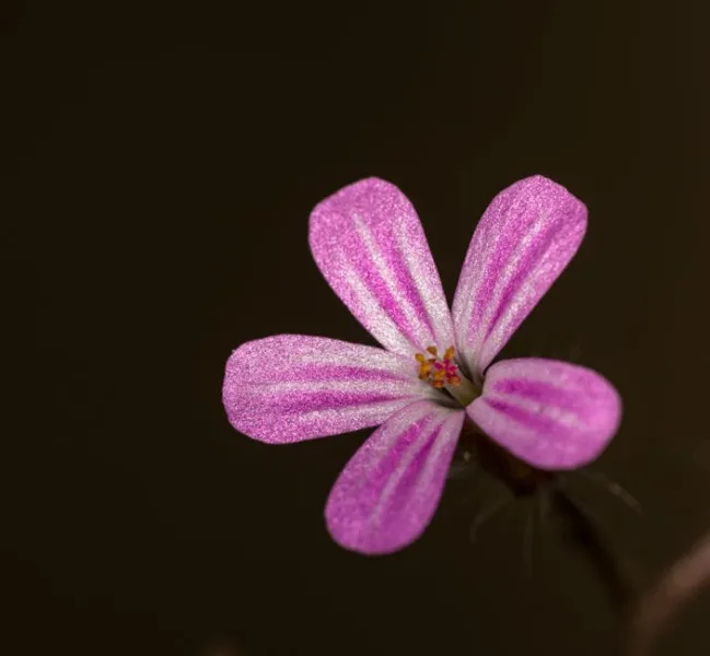 Pinguicula Moranensis - Pinguicula moranensis