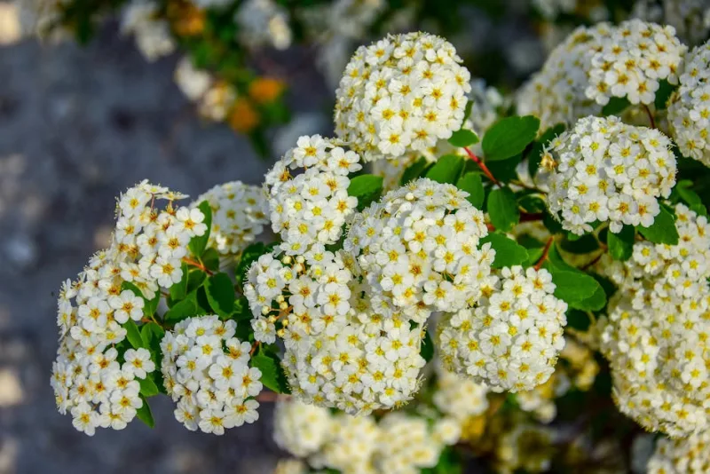 Piracanta - Pyracantha coccinea