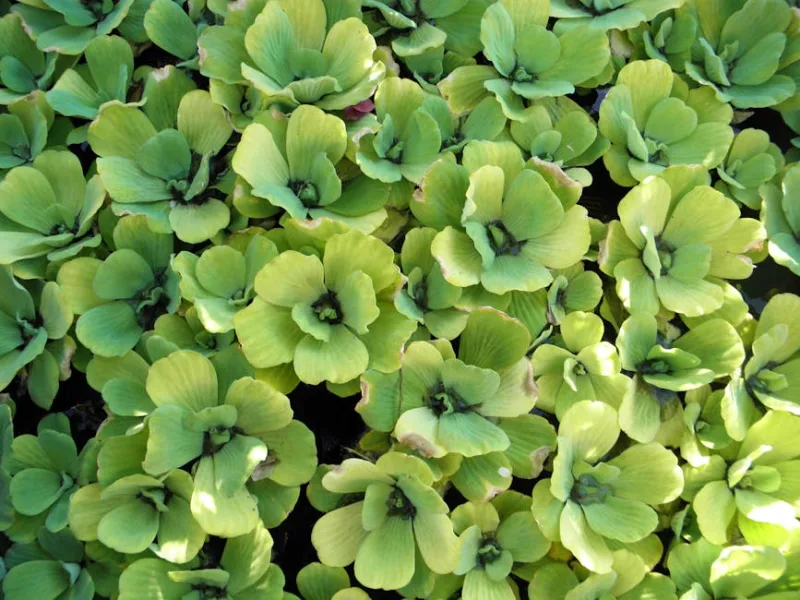 Pistia - Pistia stratiotes
