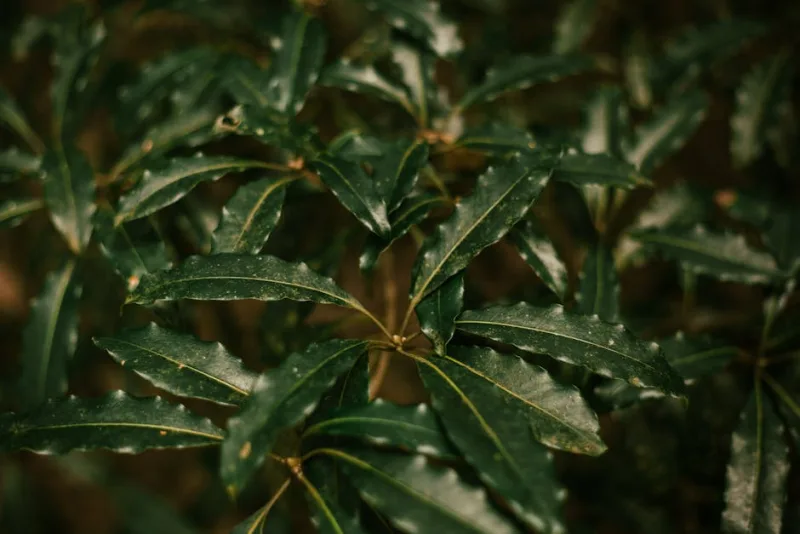 Pittosporo - Pittosporum tobira