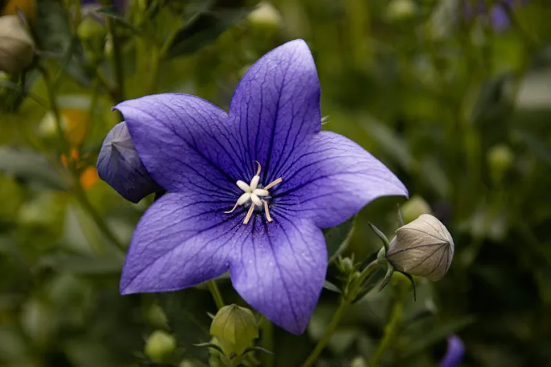 Platycodon Grandiflorus - Platycodon grandiflorus