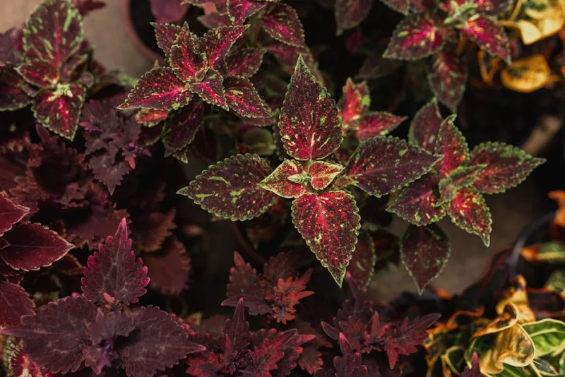 Plectranthus Mona Lavender - Plectranthus 'Mona Lavender'
