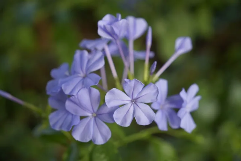 Plumbago - Plumbago auriculata