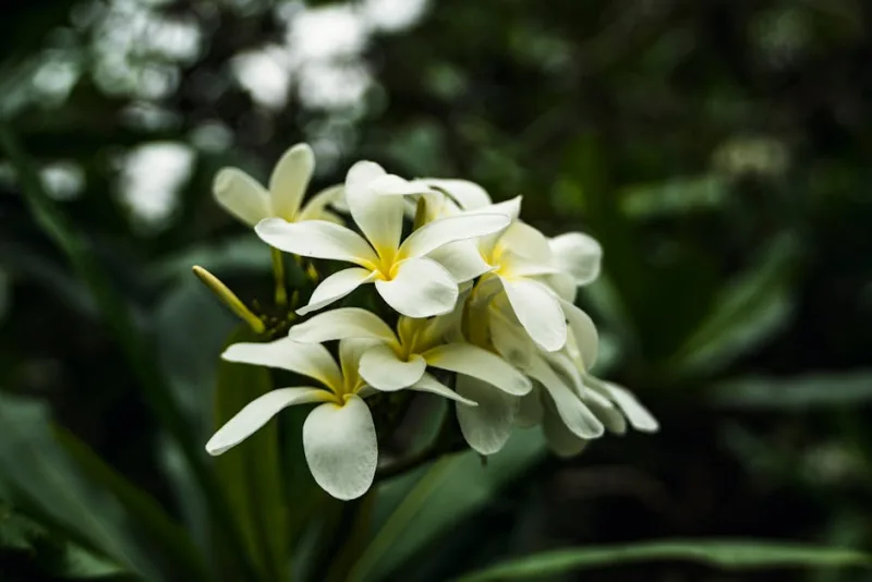 Plumeria Alba - Plumeria alba