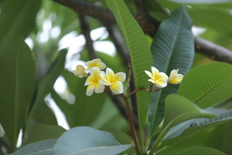 Plumeria Gialla - Plumeria obtusa