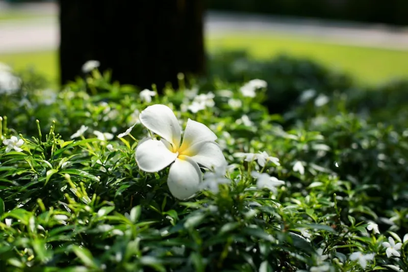 Plumeria Pudica - Plumeria pudica