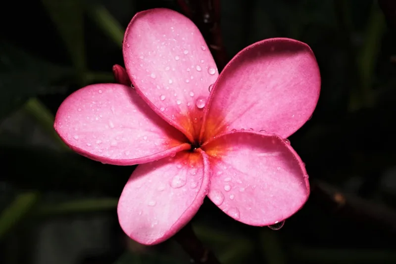 Plumeria Rosa - Plumeria rubra 'Pink'