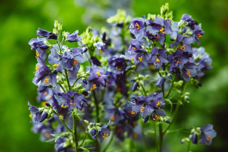 Polemonium Brise d'Anjou - Polemonium caeruleum 'Brise d'Anjou'