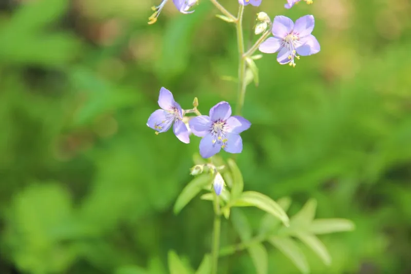 Polemonium Purple Rain - Polemonium reptans 'Purple Rain'