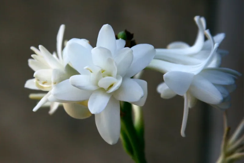 Polianthes Tuberosa - Polianthes tuberosa 'The Pearl'