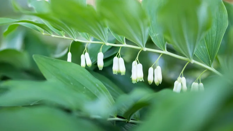 Polygonatum - Polygonatum multiflorum