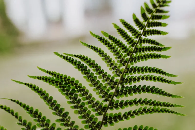 Polystichum Setiferum - Polystichum setiferum