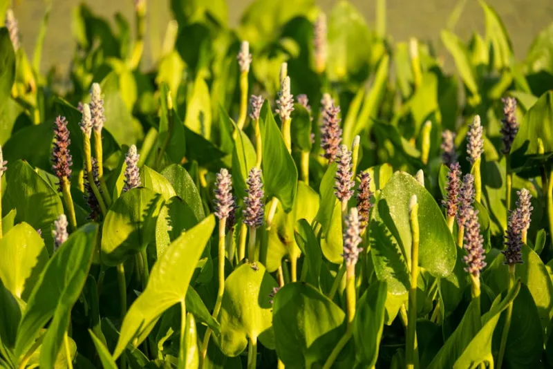 Pontederia - Pontederia cordata