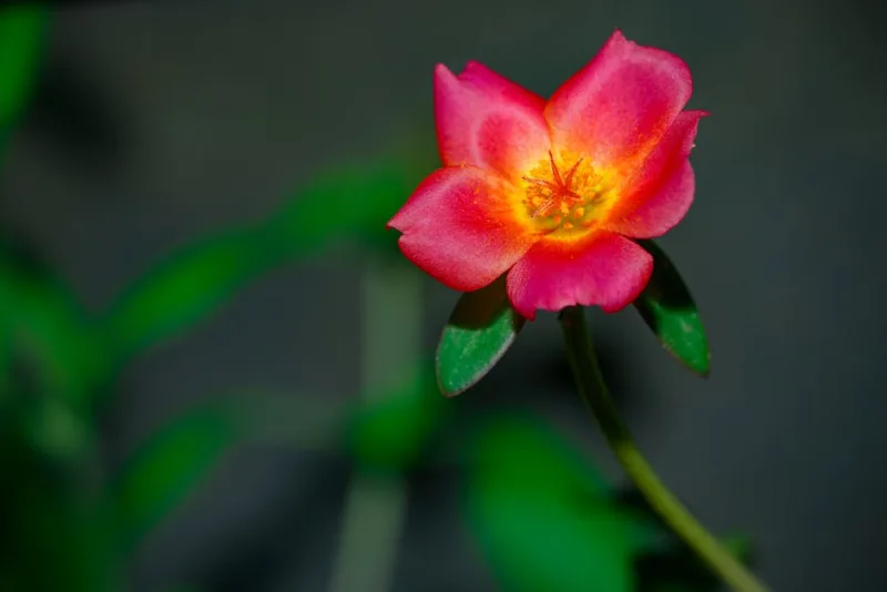 Portulaca Colorblast - Portulaca 'Colorblast'