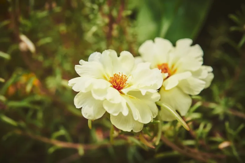 Portulaca Grandiflora - Portulaca grandiflora