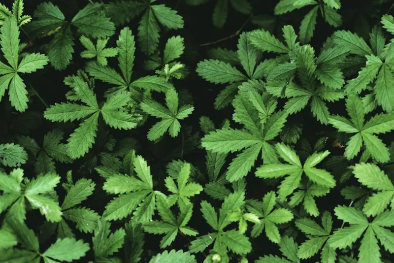 Potentilla Erecta - Potentilla erecta