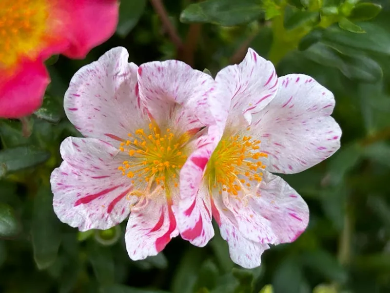 Potentilla Neumanniana - Potentilla neumanniana