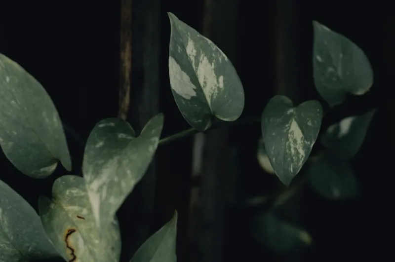 Pothos in Fiore - Epipremnum aureum