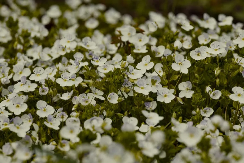 Pratia - Pratia pedunculata