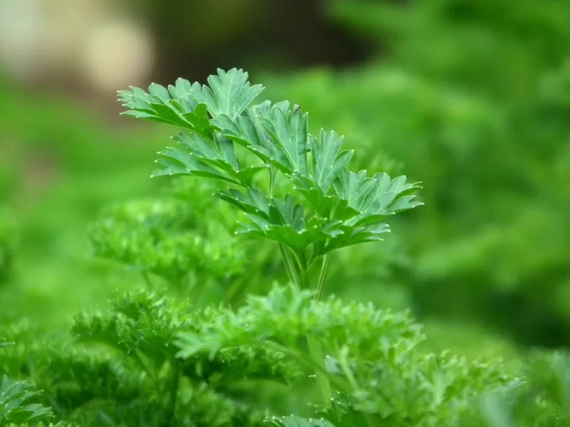 Prezzemolo - Petroselinum crispum