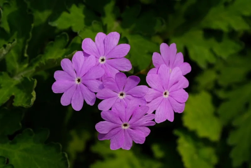 Primula Candelabra - Primula japonica
