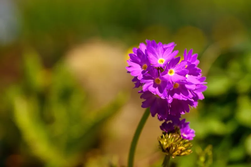 Primula Halleri - Primula halleri