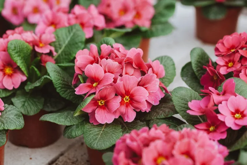 Primula Minima - Primula minima