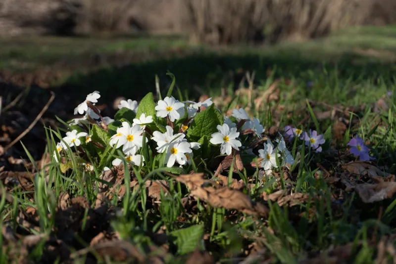 Primula Vulgaris Selvatica - Primula vulgaris