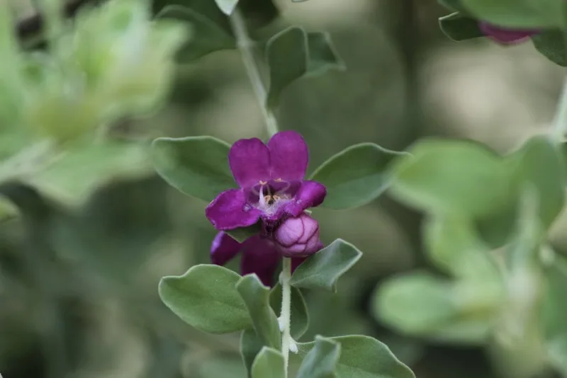 Prostanthera - Prostanthera cuneata