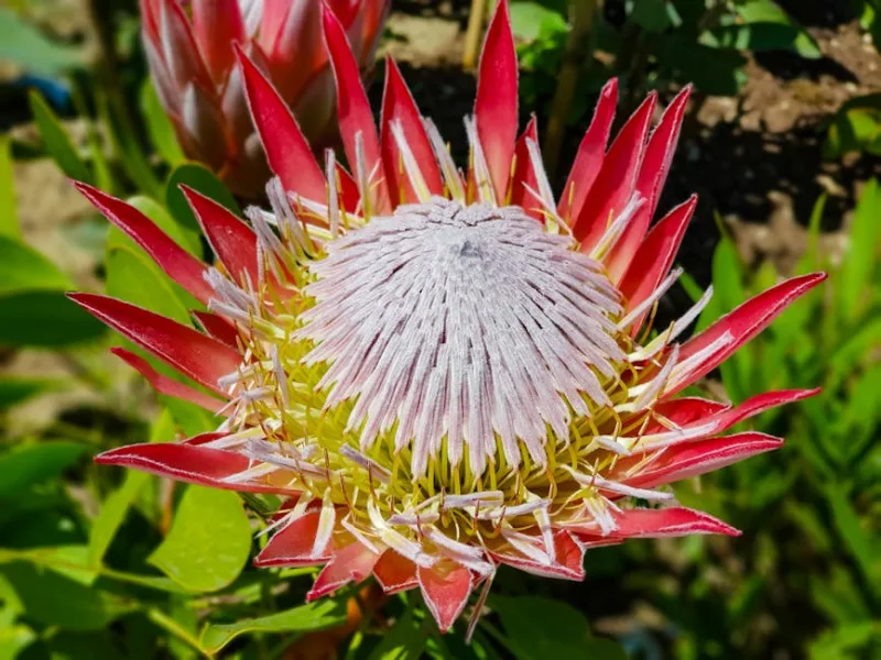 Protea King - Protea cynaroides