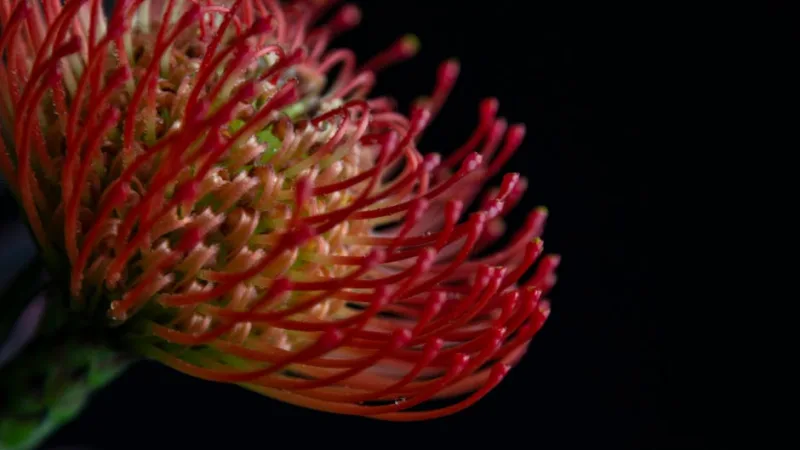 Protea Pincushion - Leucospermum spp.
